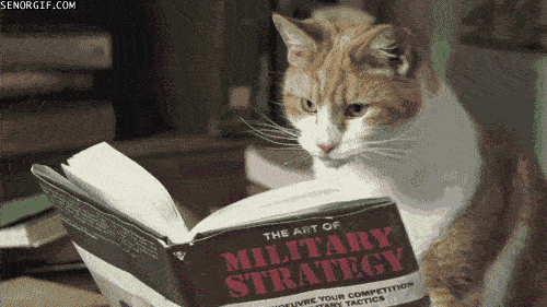 military-strategy-cat.gif