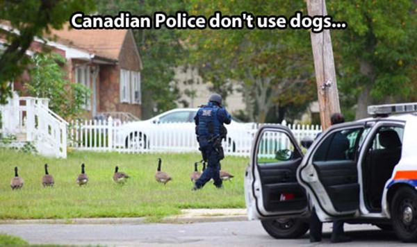 canadian-police.jpg