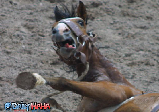 Image result for scared horse funny
