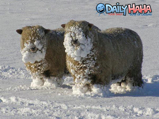 sheep_snowface.jpg