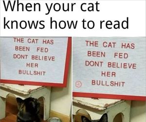 the cat knows how to read