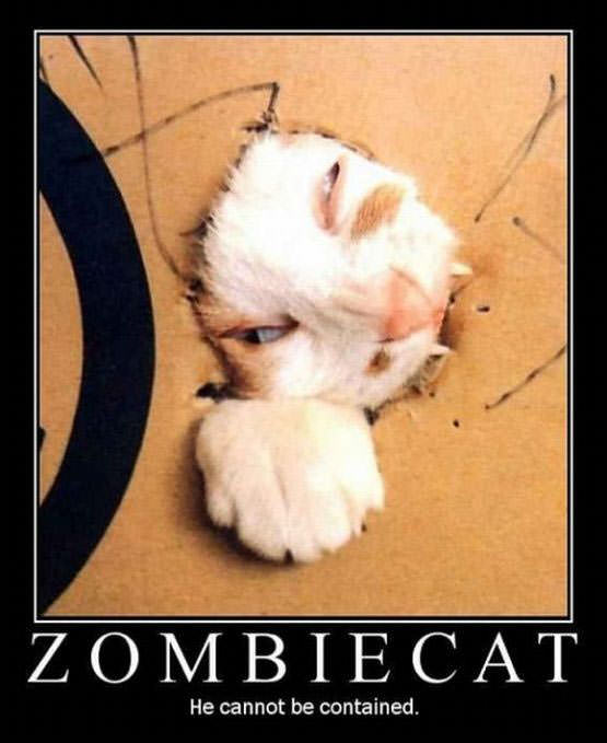 [Image: zombie_cat.jpg]