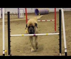 Mastiff Competing At Dog Agility Funny Video