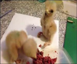 Baby Hawks Fighting Video