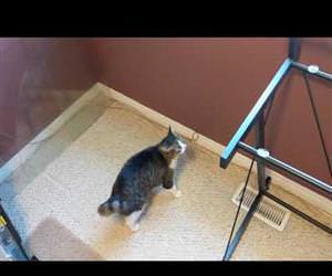 cat is very confused by missing glass Funny Video