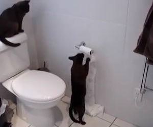 compilation of cats being jerks Funny Video