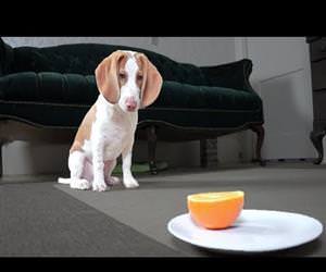 cute puppy versus the orange Funny Video