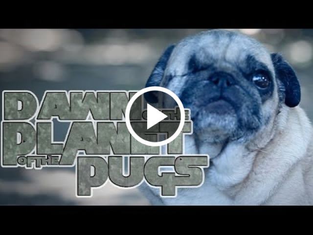 Dawn of the planet of the pugs