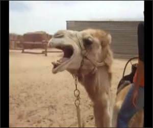 Death Metal Camel Funny Video