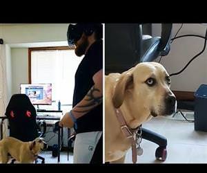 doggo is confused by VR game Funny Video