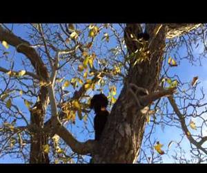 this dog climbs trees Funny Video