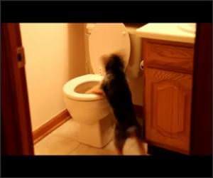 This Dog Hates Toilets Video