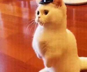 captain kitty