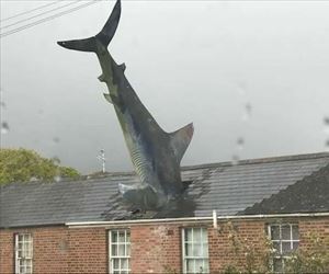 a real sharknado