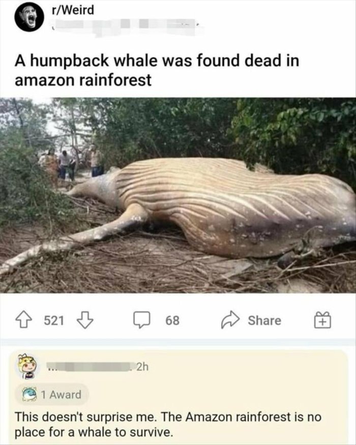 a whale