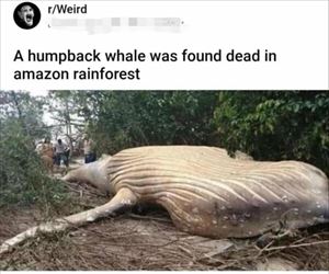 a whale