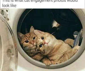 a cat engagement photo funny picture