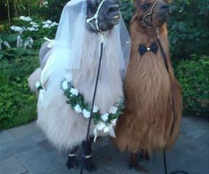 a wonderful wedding funny picture