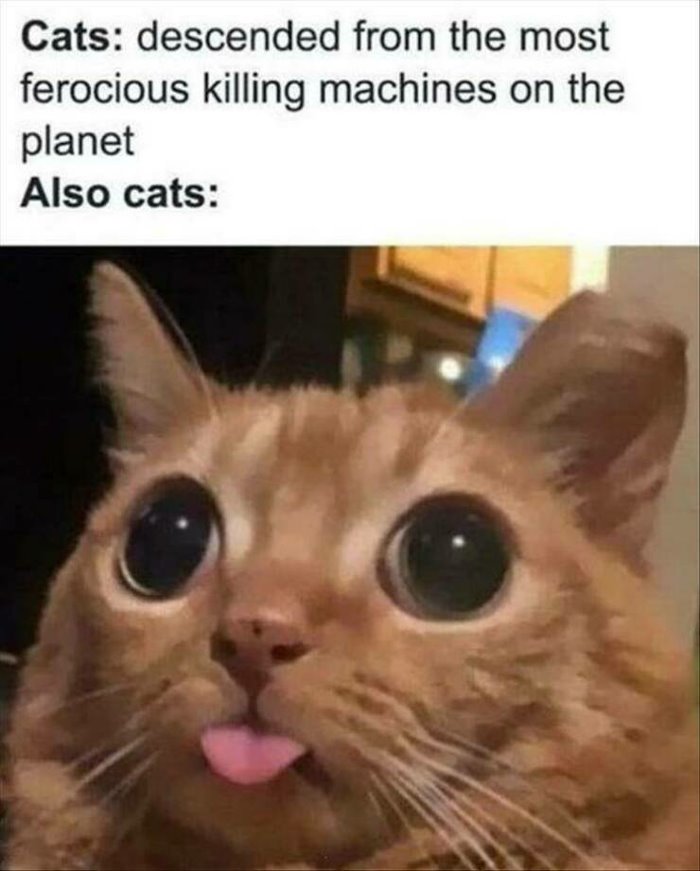 also cats