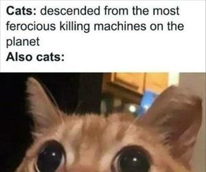 also cats