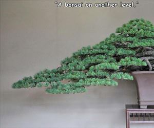 an awesome tree