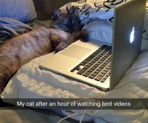 an hour of watching bird videos funny picture