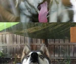 animals licking windows funny picture