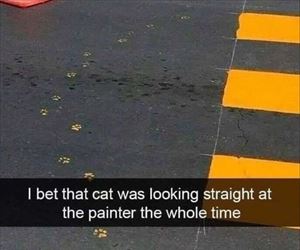 bet the cat