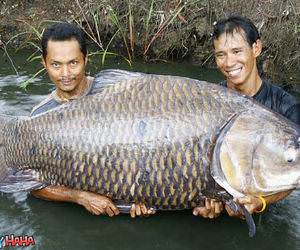 Giant Fish