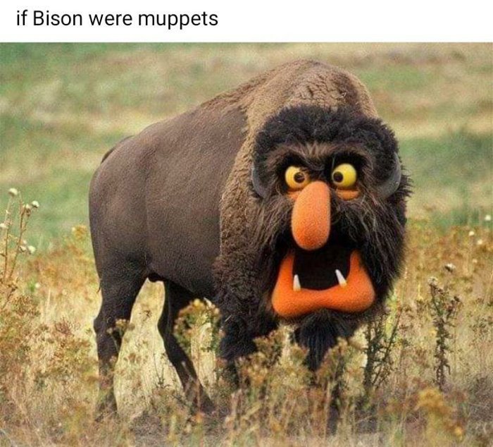 bison muppets