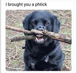 brought you a stick ... 2