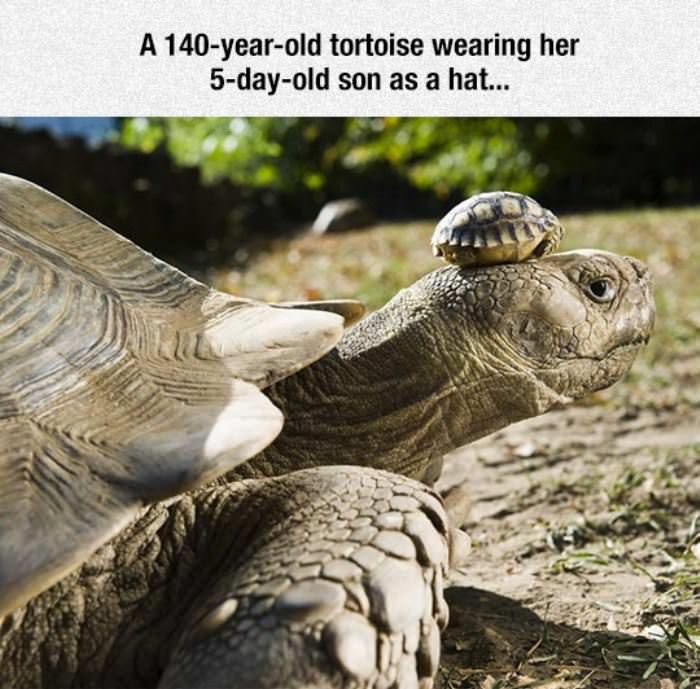 Cute Tortoise Hat