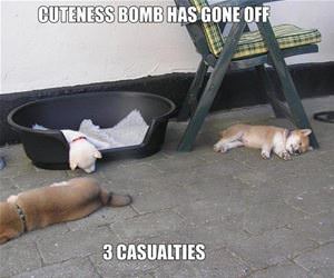 cuteness bomb has gone off funny picture