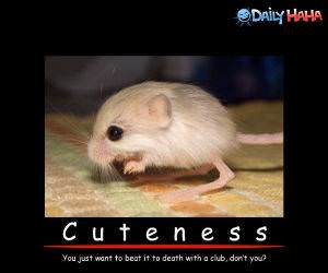 Cuteness Funny Picture