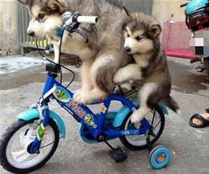 cycling is good if you are a little husky