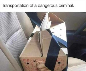 dangerous criminal