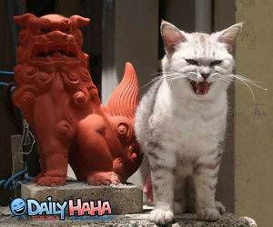 Hells cat