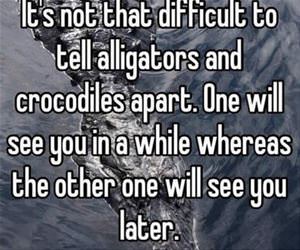 difference between alligators and 