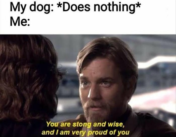 dog does nothing