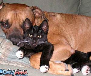 Dog Hugging Cat Picture