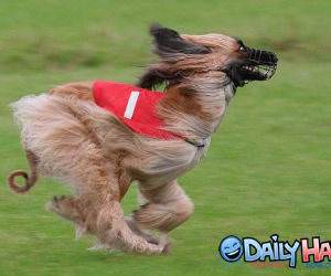 Muzzle Dog Running Picture