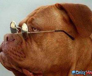 Dog with Prescription