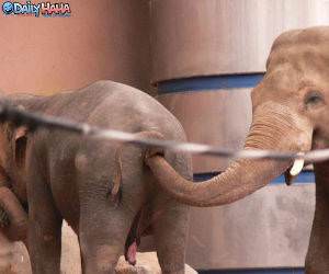 Elephant Eating Lunch