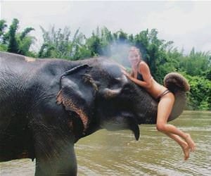 elephant rides funny picture