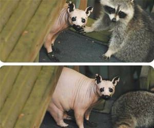 ever see a hairless racoon funny picture