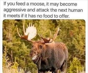 feed a moose