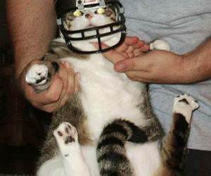 Football Helmet Cat