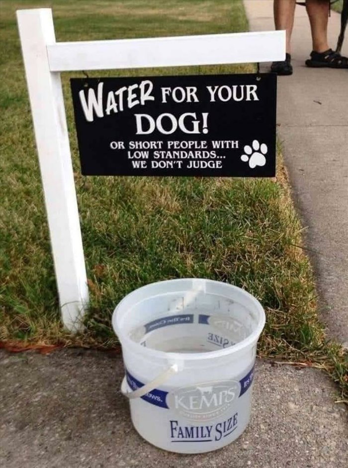 for your dog