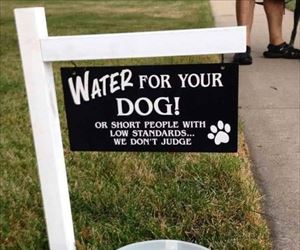 for your dog