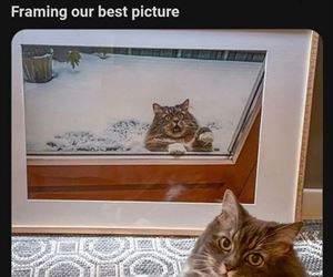 framing the picture